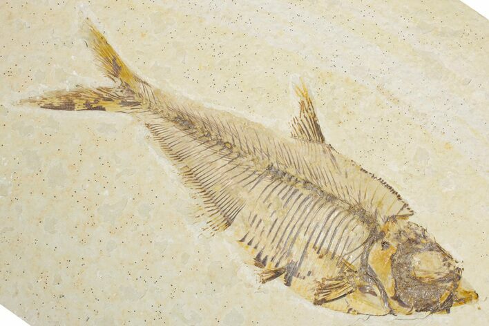 Detailed Fossil Fish (Diplomystus) - Wyoming #355612